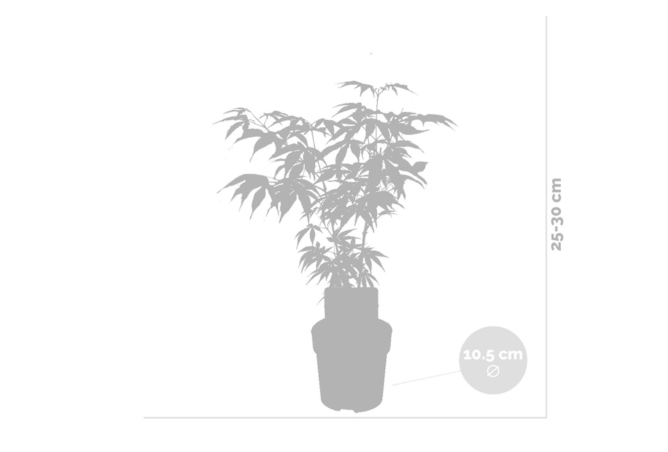 Set van 4 Japanse esdoorns