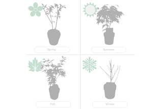 Set van 4 Japanse esdoorns — 6