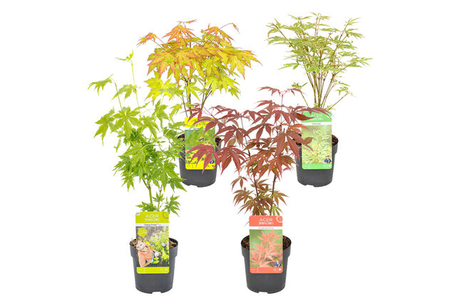 Set van 4 Japanse esdoorns