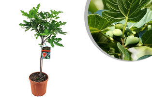 XL Ficus Carica vijgenboom op stam — 1