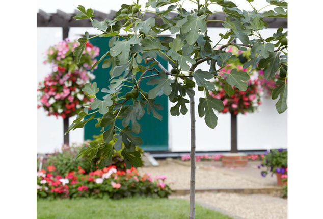 XL Ficus Carica vijgenboom op stam