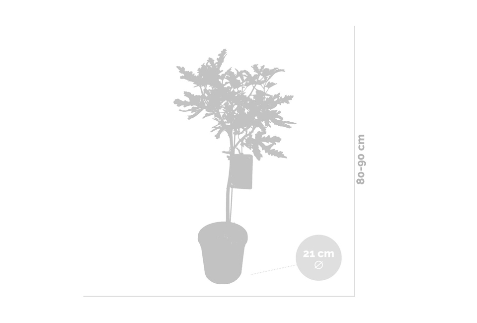 XL Ficus Carica vijgenboom op stam