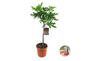 XL Ficus Carica vijgenboom op stam — 4
