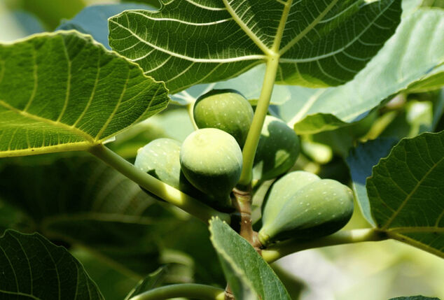 XL Ficus Carica vijgenboom op stam