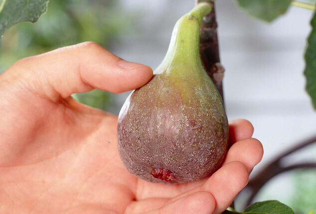 XL Ficus Carica vijgenboom op stam
