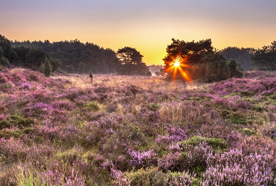 2 of 3 nachten ontspannen tussen natuur en wijn bij B&B Bed & Wijn